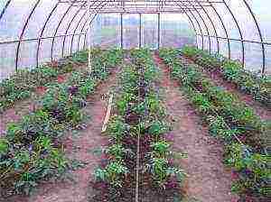 how to grow determinate tomatoes in a greenhouse