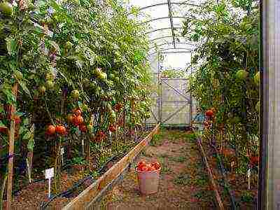 how to grow determinate tomatoes in a greenhouse