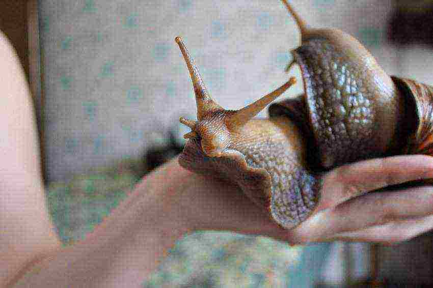 how to raise domestic snails