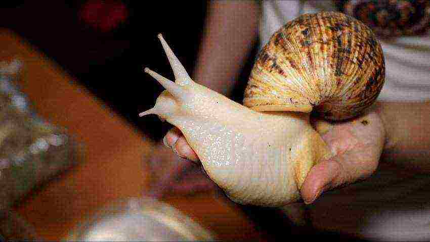 how to raise domestic snails