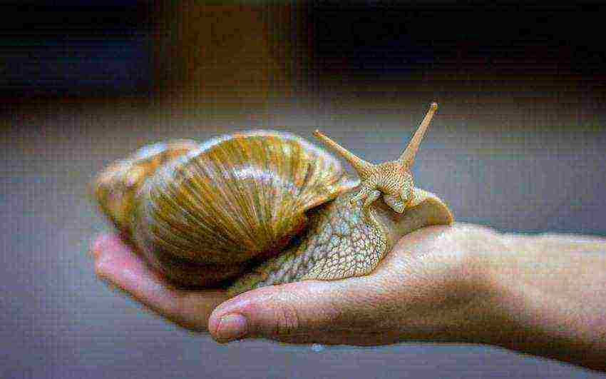 how to raise domestic snails