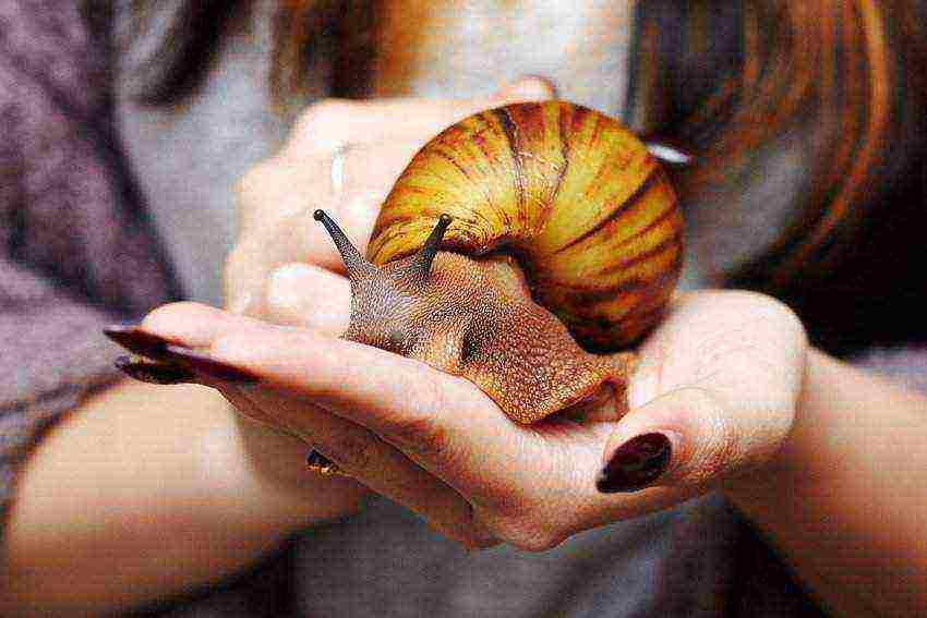 how to raise domestic snails