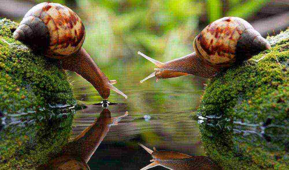 how to raise domestic snails