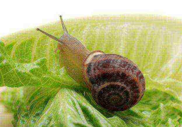 how to raise domestic snails