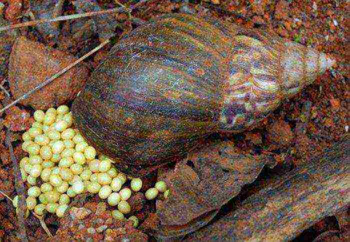 how to raise domestic snails