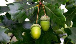 kung paano palaguin ang isang acorn oak sa bahay