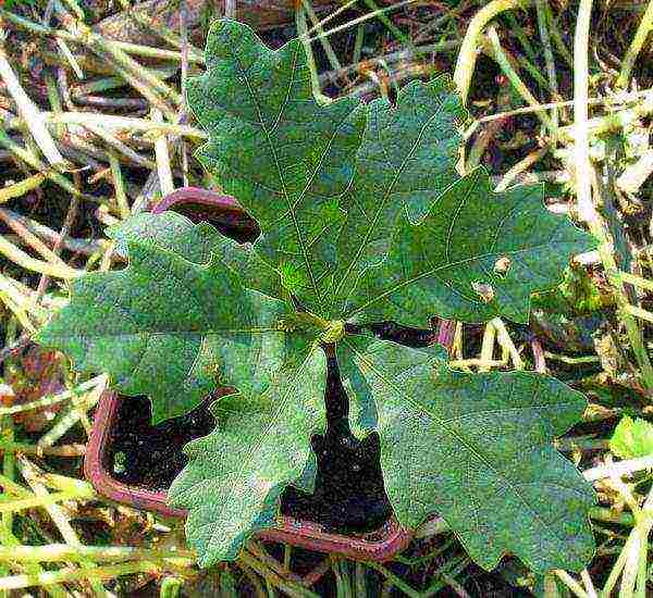 kung paano palaguin ang isang acorn oak sa bahay