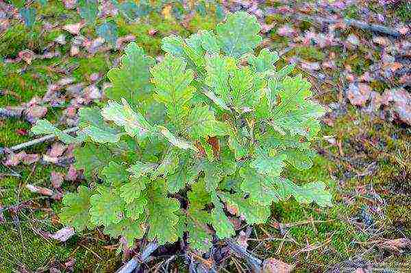 how to grow an acorn oak at home