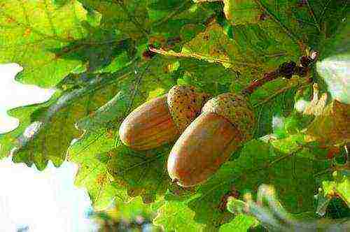 how to grow an acorn oak at home