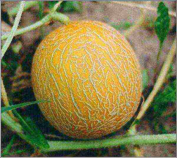 how to grow a kolkhoz melon in the open field