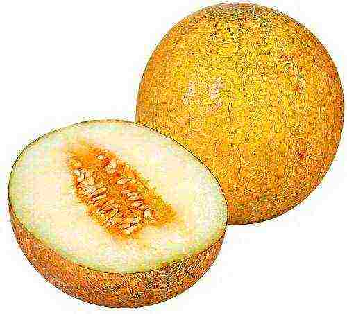 how to grow a kolkhoz melon in the open field