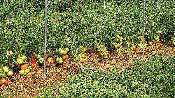 kung paano mapalago ang isang kolkhoz melon sa bukas na bukid