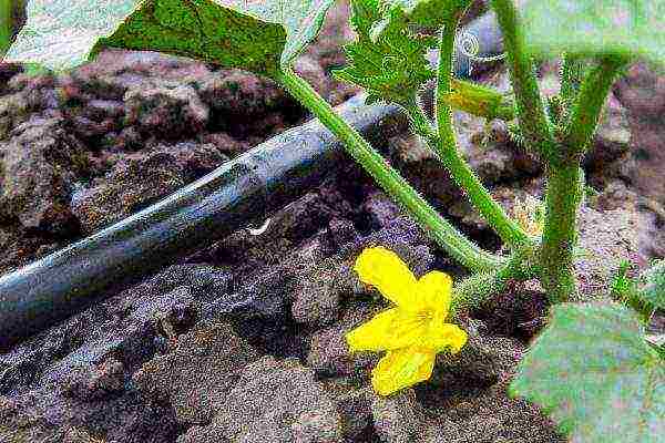 how to grow a kolkhoz melon in the open field