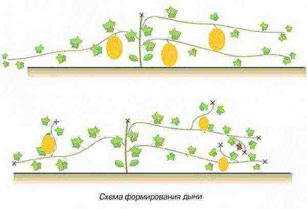 how to grow a kolkhoz melon in the open field