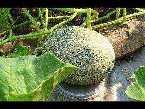 how to grow a kolkhoz melon in the open field