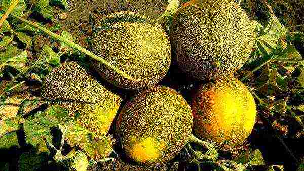 how to grow a kolkhoz melon in the open field