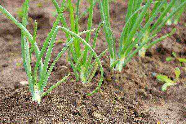 how to grow a kolkhoz melon in the open field