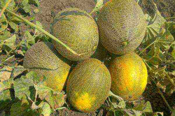 how to grow a kolkhoz melon in the open field