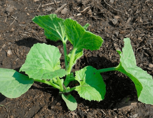 how to grow a kolkhoz melon in the open field