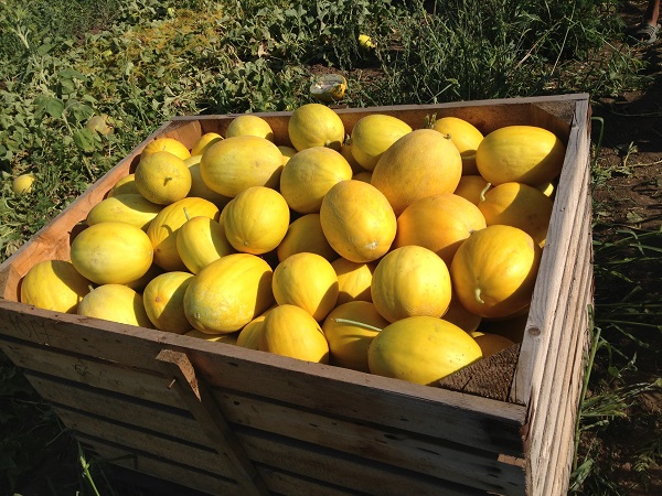 how to grow a kolkhoz melon in the open field