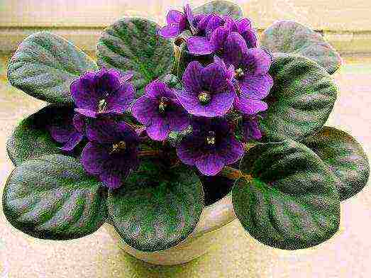 how to grow violets at home