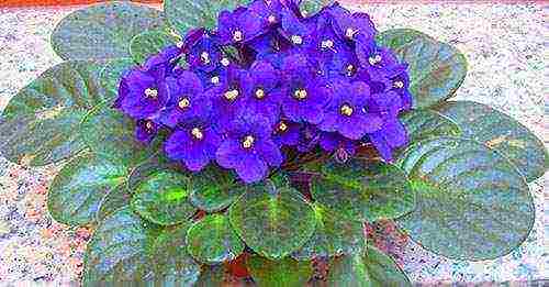 how to grow violets at home