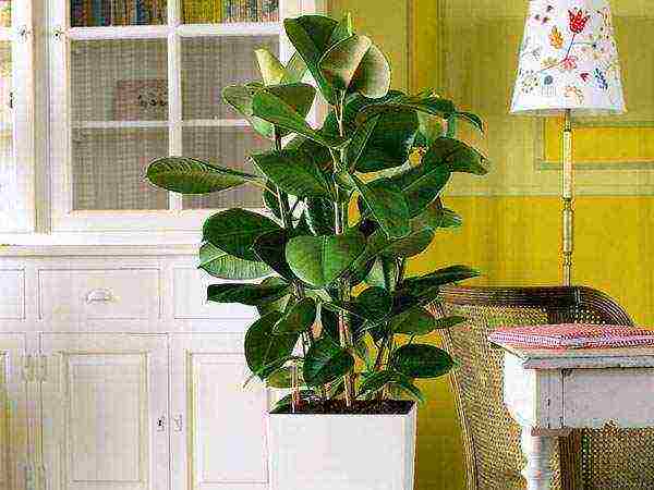 how to grow rubber ficus at home