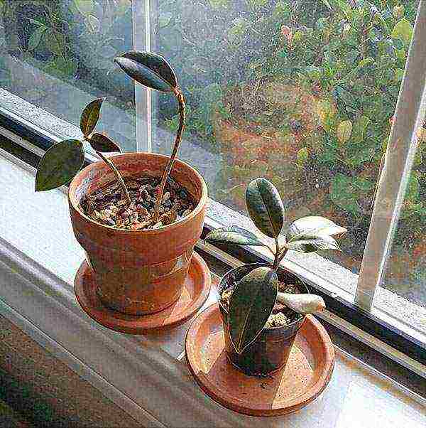 how to grow rubber ficus at home