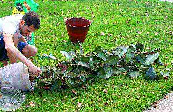 how to grow rubber ficus at home