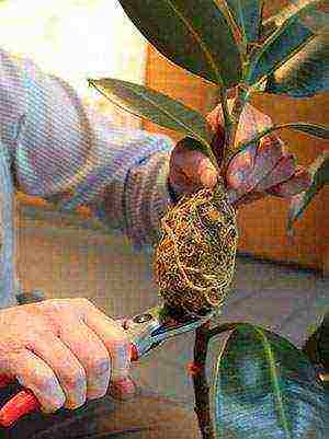 how to grow rubber ficus at home