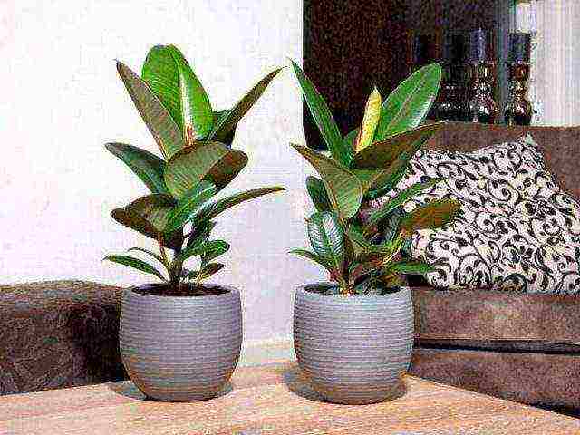 how to grow rubber ficus at home