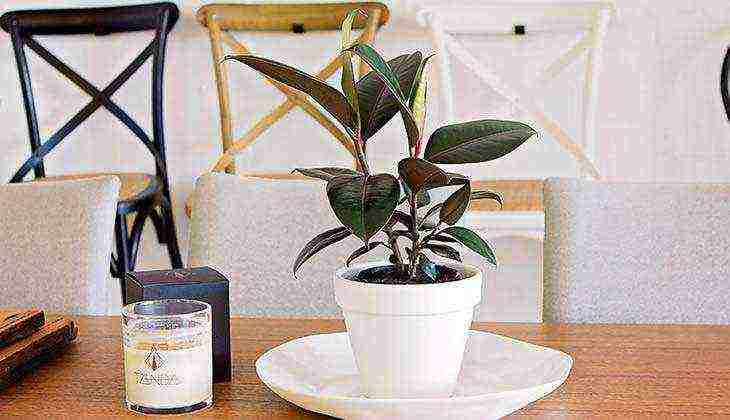 how to grow rubber ficus at home