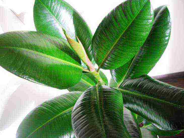 how to grow rubber ficus at home