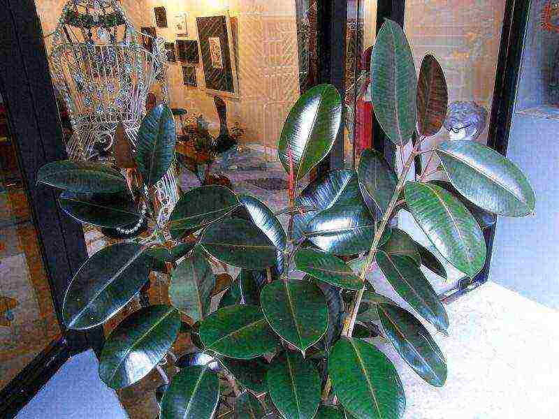 how to grow rubber ficus at home