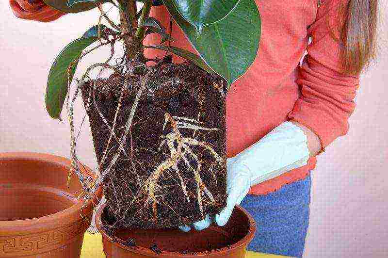 how to grow rubber ficus at home