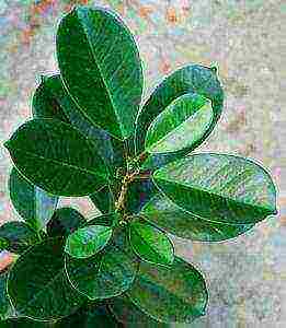 how to grow ficus at home