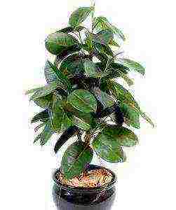 how to grow ficus at home