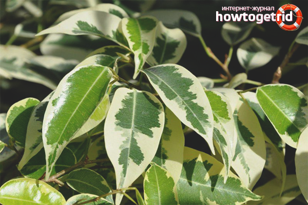 how to grow ficus at home