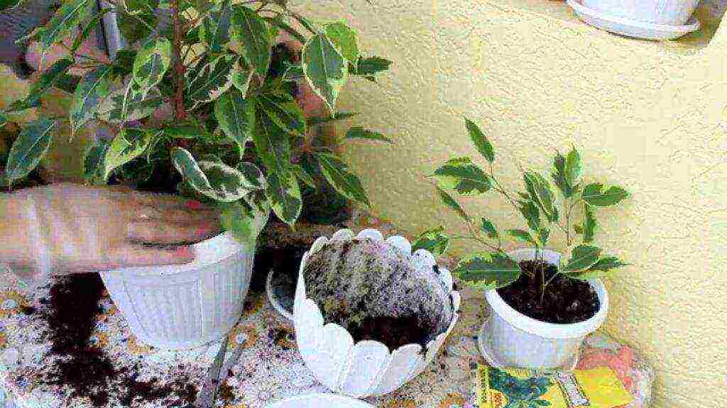 how to grow ficus at home