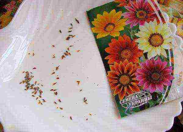 how to grow gatsania from seeds at home