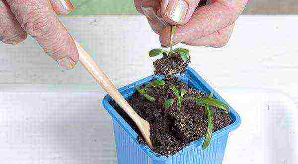 how to grow gatsania from seeds at home