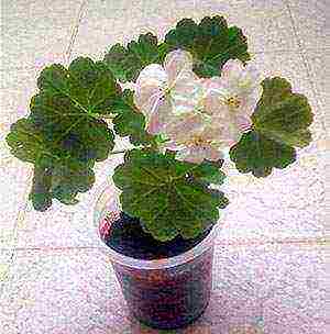 how to grow geranium from cuttings at home