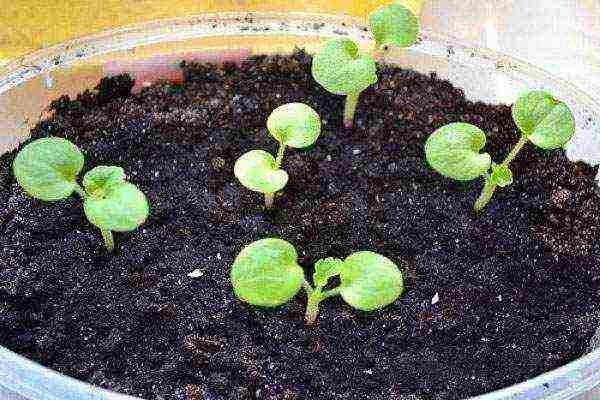 kung paano mapalago ang geranium mula sa pinagputulan sa bahay