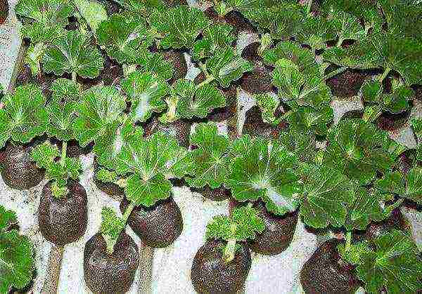 kung paano mapalago ang geranium mula sa pinagputulan sa bahay