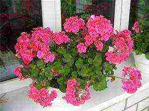 how to grow geranium from cuttings at home