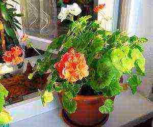 how to grow geranium from cuttings at home