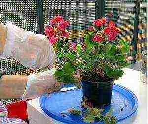 how to grow geranium from cuttings at home