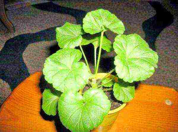 kung paano mapalago ang geranium mula sa pinagputulan sa bahay