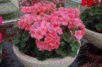 how to grow geranium from cuttings at home