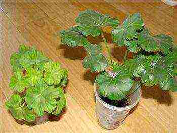 how to grow geranium from cuttings at home